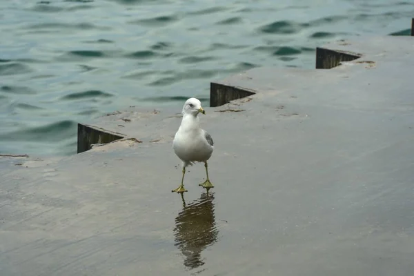 Beautiful Shot Seagull Wet Concrete Lake — Stock Photo, Image