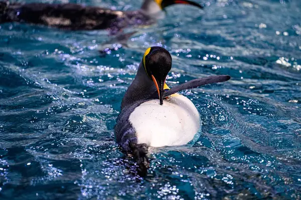 Pingouin Mignon Nageant Dans Piscine Zoo — Photo