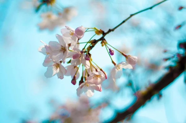 Une Délicate Fleur Cerisier Rose Sur Fond Flou Sur Ciel — Photo