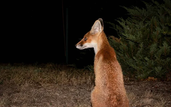 一只明亮的小狐狸在黑暗的背景下在田野里的特写镜头 — 图库照片