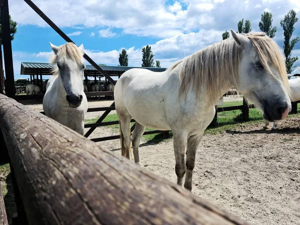 The two white horses at a ranch in Italy