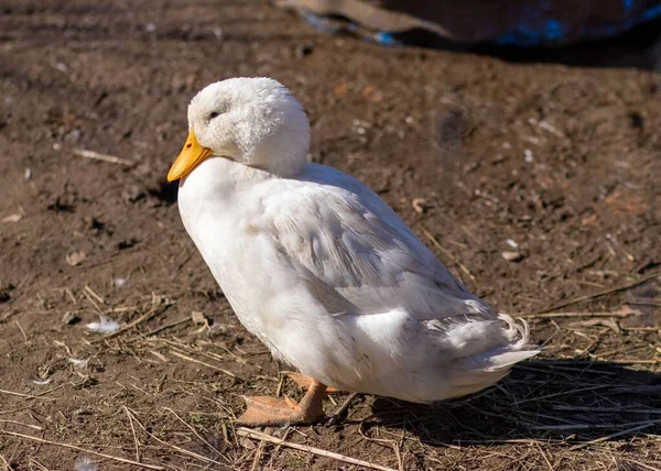 农场里阳光明媚的一天 一只白鸭在休息 — 图库照片