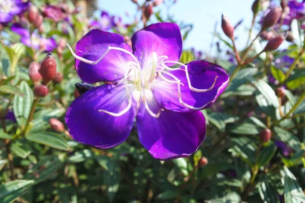 Zbliżenie Ujęcie Kwitnących Purpurowych Kwiatów — Zdjęcie stockowe