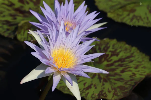 Närbild Pygmé Tropiska Näckrosor Med Lotusblad Vattenytan — Stockfoto