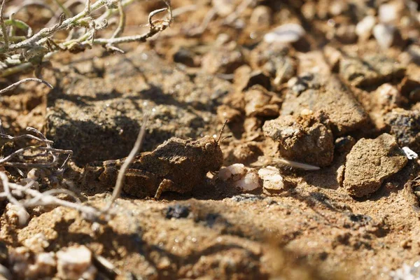 智利阿塔卡马沙漠沙滩上的一只伪装蟋蟀 — 图库照片