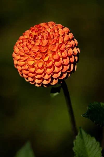 Μια Επιλεκτική Φωτογραφία Της Όμορφης Πορτοκαλιάς Ντάλια Στον Κήπο — Φωτογραφία Αρχείου