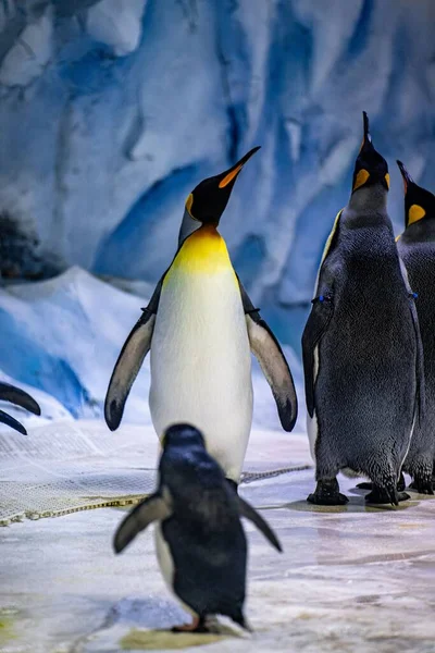Милый Пингвин Ледяном Парке Зоопарка — стоковое фото