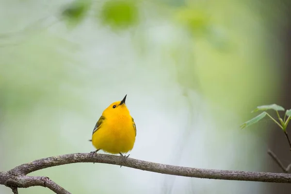 Ein Gelber Prothonotarsänger Thront Auf Dem Ast — Stockfoto