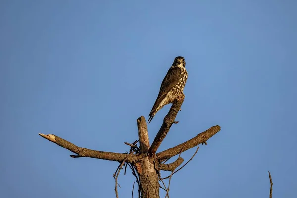 Bir Avrasya Hobisi Falco Bir Ağaca Tünemiş — Stok fotoğraf