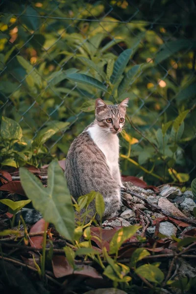 Bahçedeki Tel Örgülerin Önünde Sevimli Bir Kıbrıs Kedisi — Stok fotoğraf