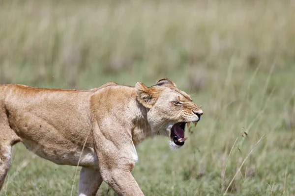Une Lionne Marchant Rugissant Dans Herbe Dans Masai Mara Kenya — Photo