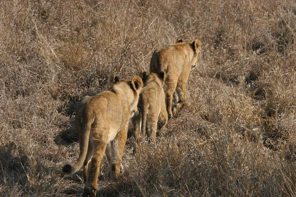 南アフリカのサビ サンズでのウルサバ族のライオンの閉鎖 — ストック写真