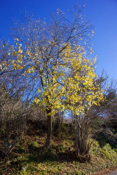 Een Verticaal Shot Van Mooie Herfstbomen Met Gele Bladeren — Stockfoto