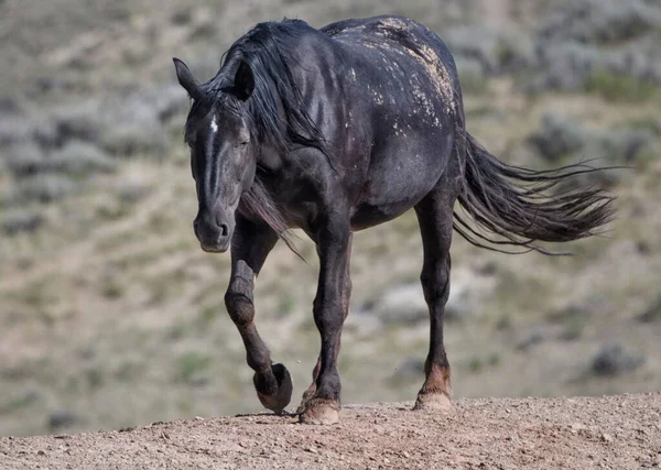 Soffice Cavallo Mustang Che Passeggia Una Fattoria Erbosa Nella Mccullough — Foto Stock