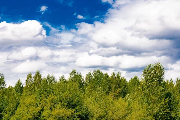 緑豊かな白い雲と明るい青空の下での緑の木の景勝地 — ストック写真