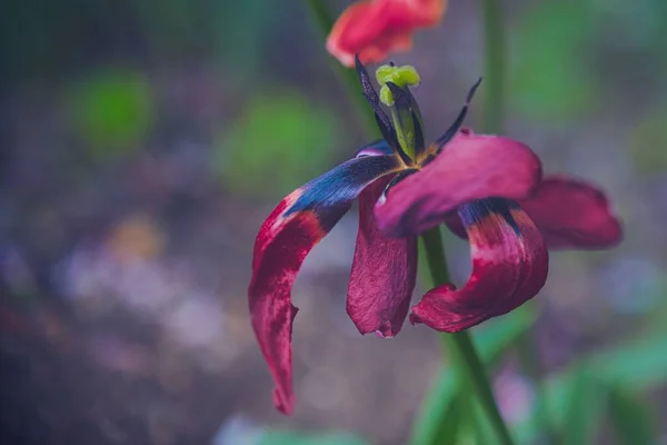 Tiro Macro Das Pétalas Murchas Uma Tulipa Vermelha Jardim — Fotografia de Stock