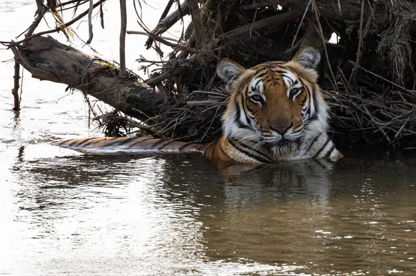 연못에서 수영하는 아름다운 줄무늬 호랑이의 클로즈업 — 스톡 사진