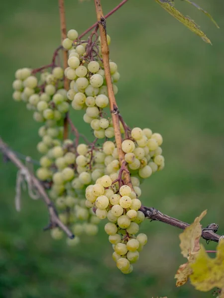 Een Verticaal Shot Van Verse Biologische Druiven Wijnranken — Stockfoto