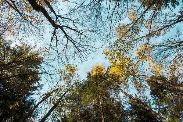Низкий Угол Обзора Деревьев Простирающихся Голубому Небу — стоковое фото