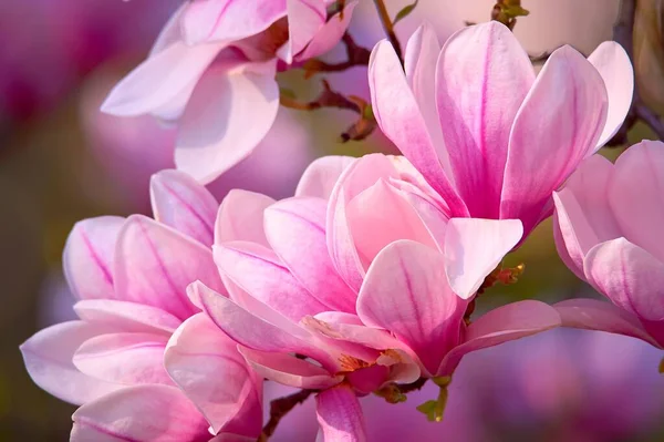 Zbliżenie Różowych Kwiatów Magnolii Rozmytym Tle — Zdjęcie stockowe