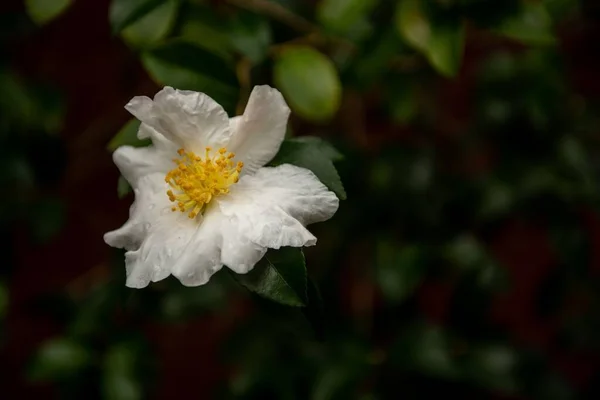 Een Close Van Witte Sasanqua Camellia Bloeien Tuin — Stockfoto