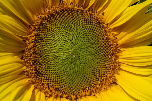 Eine Nahaufnahme Einer Sonnenblume Details — Stockfoto