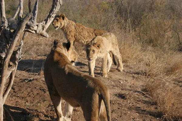 Closeup Ulusaba Lionesses Sabi Sands South Africa — Stock Photo, Image