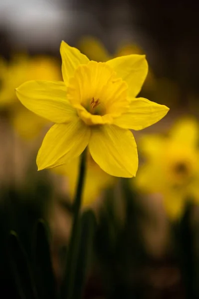 Disparo Vertical Narciso Salvaje Amarillo Floreciendo Campo Sobre Fondo Borroso —  Fotos de Stock