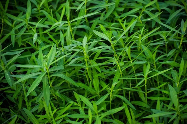 Een Close Shot Van Tarragon Gras Een Veld — Stockfoto