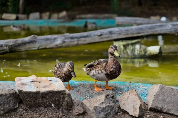 Close Dois Patos Uma Lagoa Pedras Coloridas Fundo Borrado — Fotografia de Stock