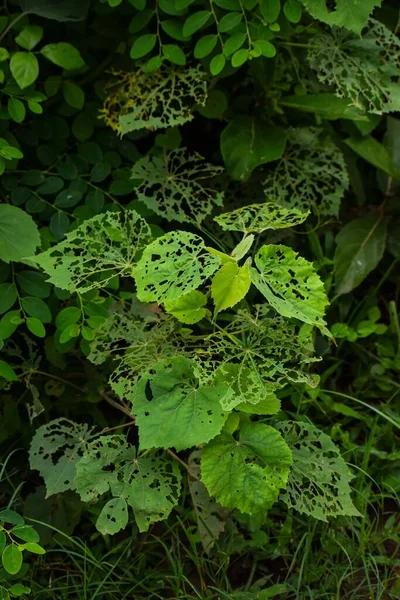 叶孔植物的垂直特写镜头 — 图库照片