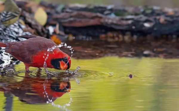 Vacker Bild Nordlig Kardinal Cardinalis Cardinalis Uppflugen Vatten Och Plaskande — Stockfoto