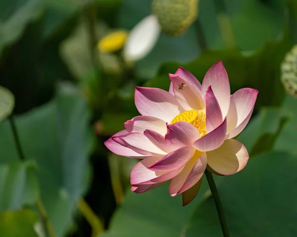 Closeup Shot Beautiful Lotus Flower Garden — Stock Photo, Image