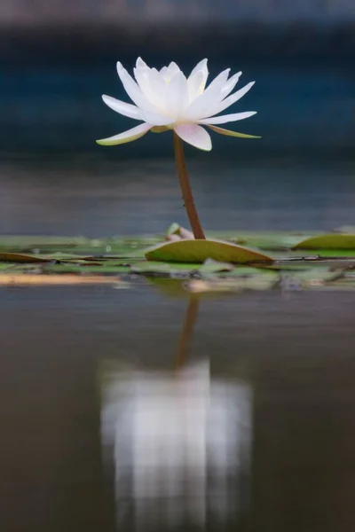 Egy Függőleges Lövés Egy Kis Fehér Liliom Virág Tavon — Stock Fotó