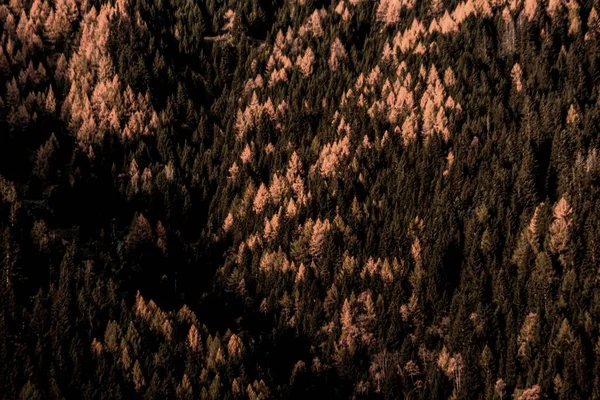 Vue Aérienne Une Sombre Forêt Automne Flanc Colline — Photo