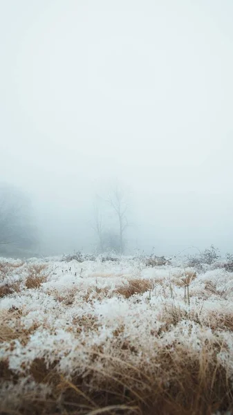 Uma Grama Congelada Floresta Durante Nevoeiro — Fotografia de Stock