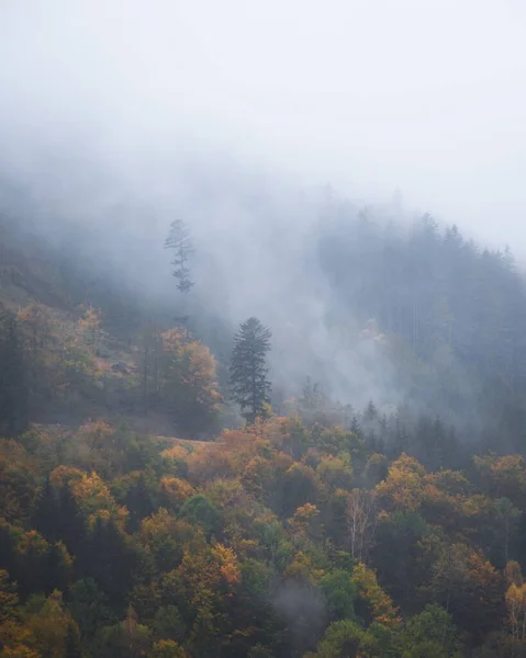 Vertikální Záběr Zelených Stromů Lese Mlhavého Dne Beskydech — Stock fotografie