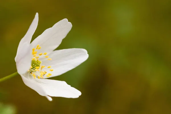 Selective Focus White Wood Anemone Flower Petals Blurred Background — Stock Photo, Image