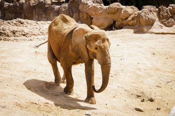 Hermoso Elefante Caminando Suelo Seco Oasis Park —  Fotos de Stock