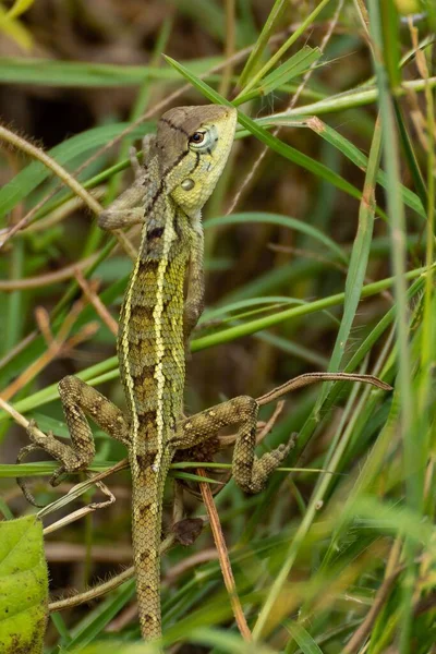 Closeup Oriental Garden Lizard Calotes Versicolor Green Grass — Stock Photo, Image