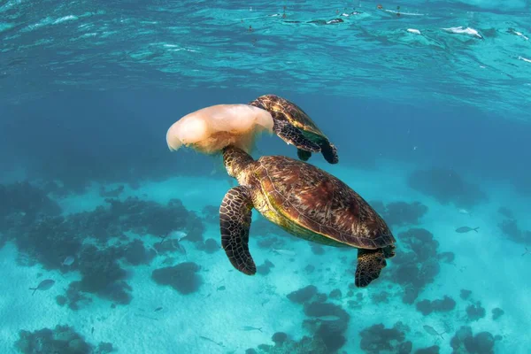 A green sea turtle (Chelonia mydas) playing with a jellyfish under the ocean