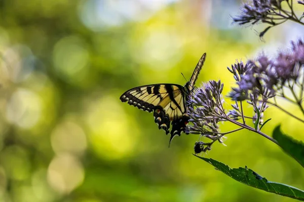 Primer Plano Una Mariposa Cola Golondrina Flores Florecientes — Foto de Stock