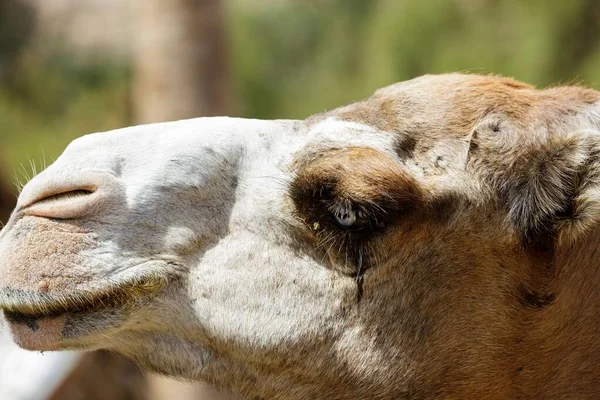 Portrait Furry Camel Oasis Park Sunny Day — Stock Photo, Image