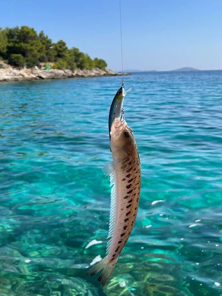 Större Weever Fisk Fångas Ett Fiskespö Havet Med Turkost Vatten — Stockfoto