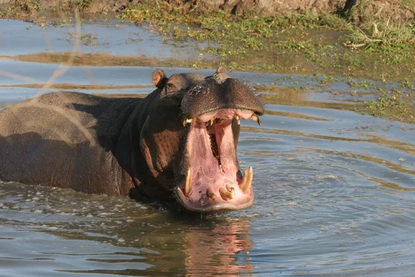 Närbild Flodhäst Flodhäst Damm Sabi Sands Sydafrika Med Öppen Mun — Stockfoto