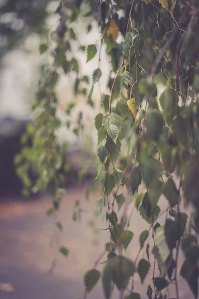 Вертикальный Снимок Зеленых Листьев Ветке — стоковое фото