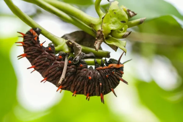 植物に這う茶色のオレンジの毛虫のマクロショット — ストック写真