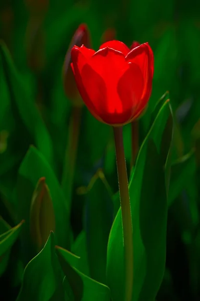 Plan Vertical Une Fleur Tulipe Rouge Poussant Dans Champ — Photo