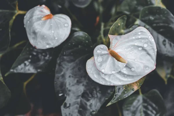 Närbild Bild Målares Palett Blomma Med Vattendroppar Den Mjuk Suddig — Stockfoto
