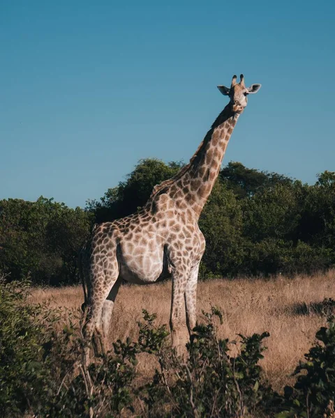 Vertical Shot Large Spotted Giraffe Walking Rural Field — Stock Photo, Image